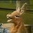 hartley_hare
